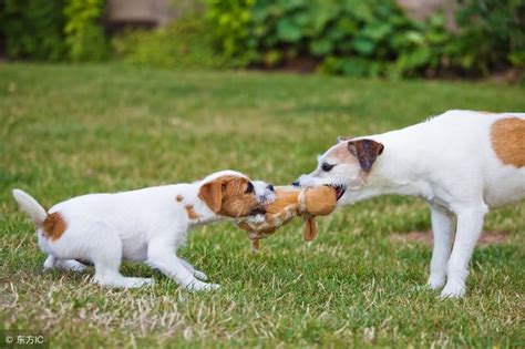 養兩隻狗迷信|飼養兩隻狗方法禁忌及注意 – 寵物百科